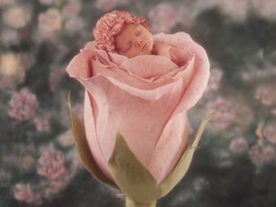 Come una rosa  