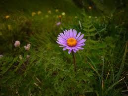 Fiore