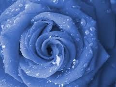 Un fiore