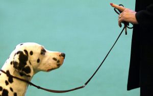 Abbaia il cane