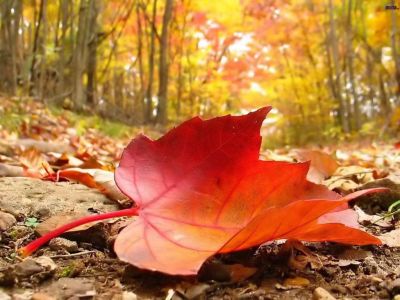 L'autunno � qui