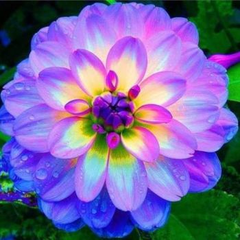 Il fiore e l'attimo fuggente