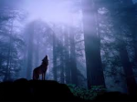 Il Lupo nel silenzioso Frentano  