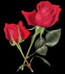 Petali di rose