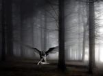 The dark lady