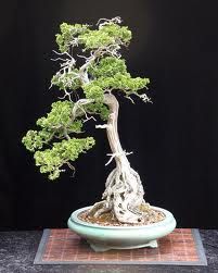 Polvere organica