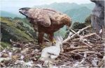 Dove dimora l�aquila - il testamento