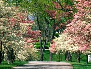 Primavera