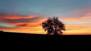Vivere