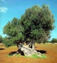 Respiro antico