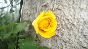 Giallo geloso
