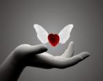 Raccoglier� di TE