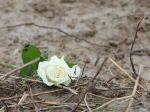 Piccole, povere prede