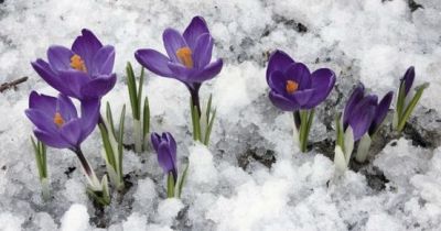 Primo fiore di primavera