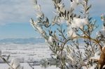 Come un ulivo sul lago