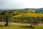 L' ulivo nella terra di nessuno