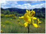 Fiori del vento