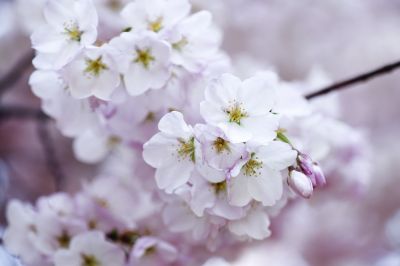 Mi vestir� del bianco di un ciliegio in fiore
