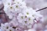 Mi vestir� del bianco di un ciliegio in fiore