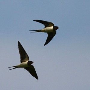 Nella stagione del biancospino