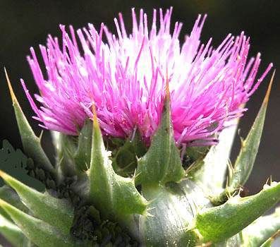 Il cardo selvatico