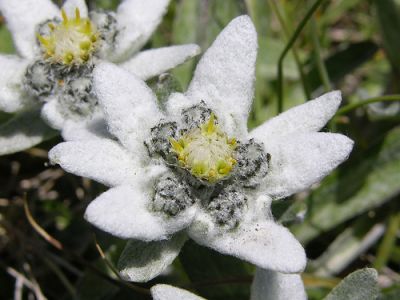 Stella alpina  