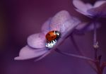 Il volo della coccinella