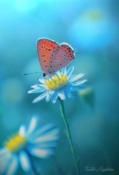 Il tuo cuore