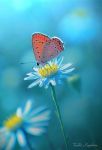 Il tuo cuore