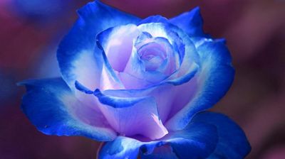 Le rose