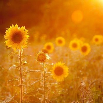 Girasoli