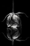 Libert�