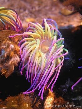Anemone