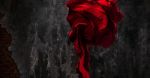 La morte delle rose
