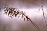 L�aria greve