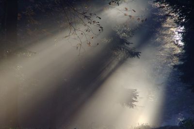 Trema in penombra
