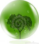 Sono pianta verde