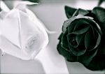 Dal bianco al nero
