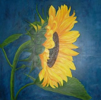 Il girasole