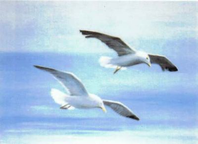 In volo