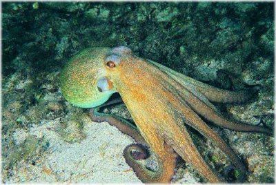 Tentacoli