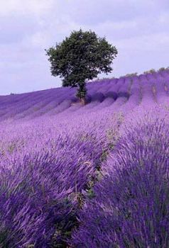 Poesia quasi d�Amore (ad un figlio...)