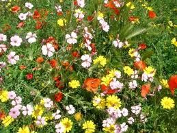 Fiore di campo (4)
