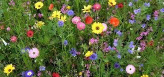 Fiori di campo (fine)