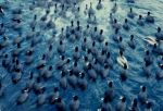 Come migranti folaghe