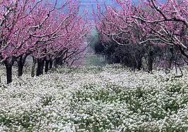 Sapor di primavera  