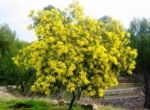 Piccolo grande fiore