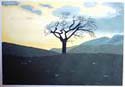 Albero della vita