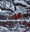 Scioglie la neve