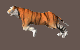 Il pianto di una tigre!